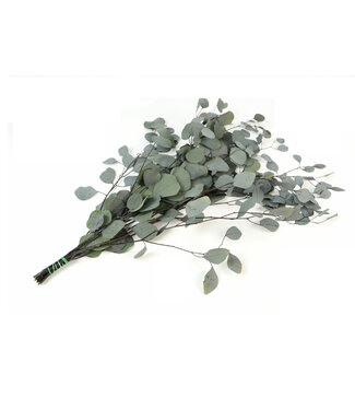 4A Lichtgroene gepreserveerde Eucalyptus Populus | Lengte 65 centimeter | Gewicht 150 gram | Per bos
