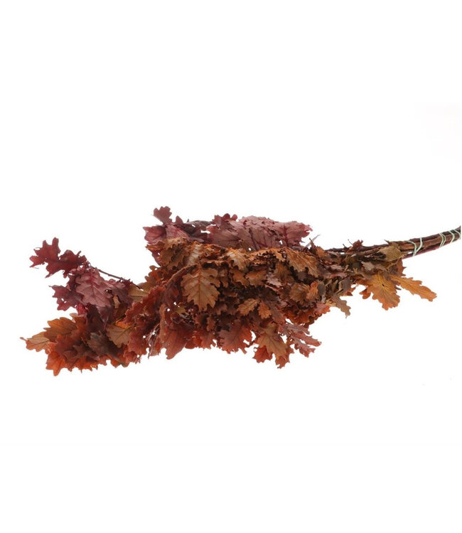 Orange preserved mini oak | Length 65 centimetres | Weight 150 grams | Available per bunch