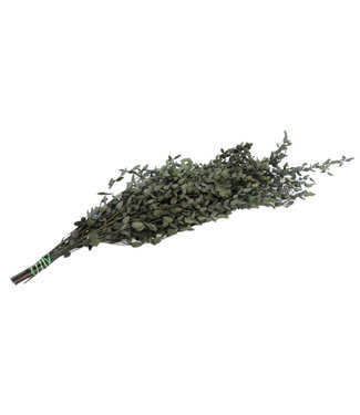 4A Groene gepreserveerde Eucalyptus Parvifoglia | Lengte 65 centimeter | Gewicht 150 gram | Per bos