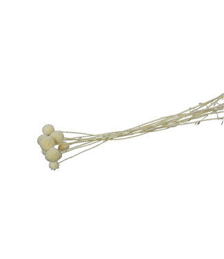 4A Craspedia préservée blanche | Craspedia fleurs séchées | Longueur 50 centimètres | Poids 30 grammes | 10 tiges par bouquet | Par bouquet