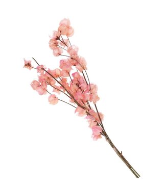 4A Bougainvillier séché rose clair | Fleurs séchées de Bougainvillier | Longueur 45-55 centimètres | Par bouquet