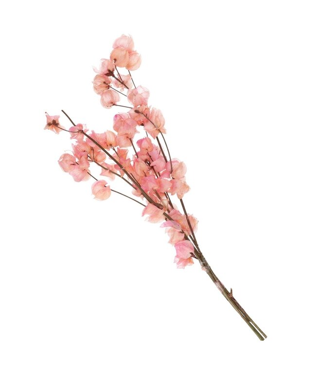 Light pink dried Bougainvillea | Bougainvillea dried flowers | Length 45-55 centimetres | Available per bunch