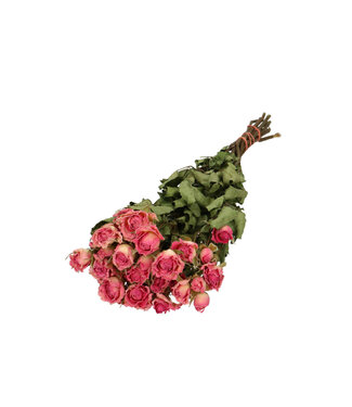 4A Dark pink dried cluster roses | Rose dried flowers | 10 roses per bunch | Length 40 centimetres | Per bunch