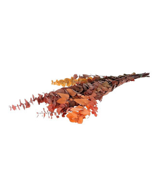 4A Couleurs mélangées Eucalyptus Stuartiana préservé | Poids 150 grammes | Longueur 65 centimètres | Par bouquet