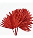 Red Palm Sun branches | Length 45 centimetres | Available to order per 6 branches