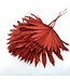 Red Palm Sun branches | Length 45 centimetres | Available to order per 6 branches
