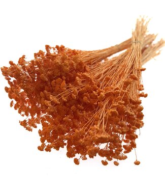Casa Alegria Achillea Silvestre séchées orange | Longueur 65 centimètres | Emballées par 25 fleurs | Par bouquet