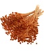 Orange Achillea Silvestre dried flowers | Length 65 centimetres | Packed per 25 flowers | Available per bunch