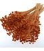 Orange Achillea Silvestre dried flowers | Length 65 centimetres | Packed per 25 flowers | Available per bunch