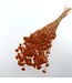 Orange Achillea Silvestre dried flowers | Length 65 centimetres | Packed per 25 flowers | Available per bunch