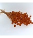 Orange Achillea Silvestre dried flowers | Length 65 centimetres | Packed per 25 flowers | Available per bunch