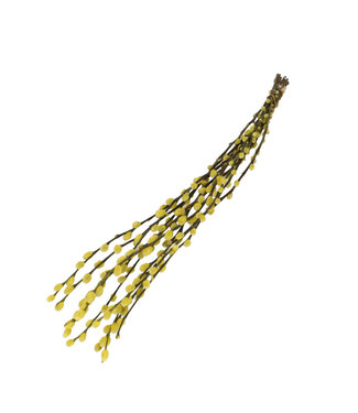 4A Chatons de saule séchés jaunes | Fleurs séchées de Salix | Longueur 70 centimètres | 10 branches par bouquet | Par bouquet