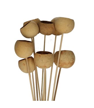 4A Bijsteker naturelle Bellgums séchées | Longueur 50 centimètres | Par 10 branches