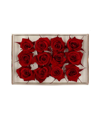 4A Rode gepreserveerde roos | Gepreserveerde rozen | Diameter 4 centimeter | Per 12 stuks