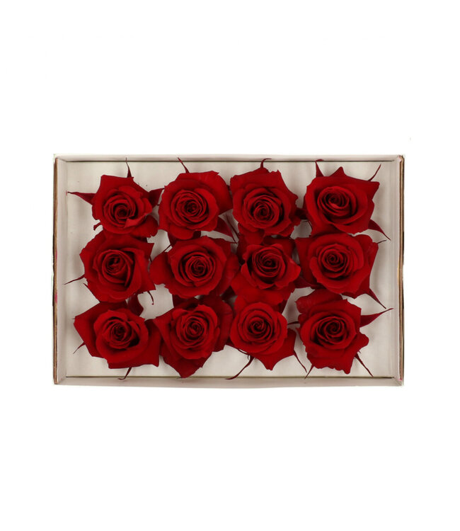 Red preserved rose | Preserved roses | Diameter 4 centimetres | Available to order in sets of 12