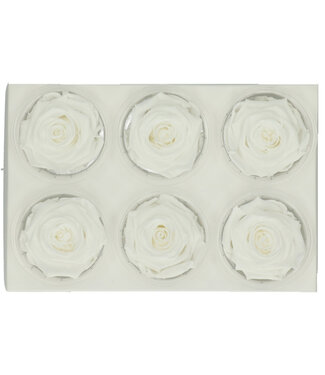 4A Rose blanche naturelle préservée | Roses préservées | Diamètre 6 centimètres | Par 6 pièces