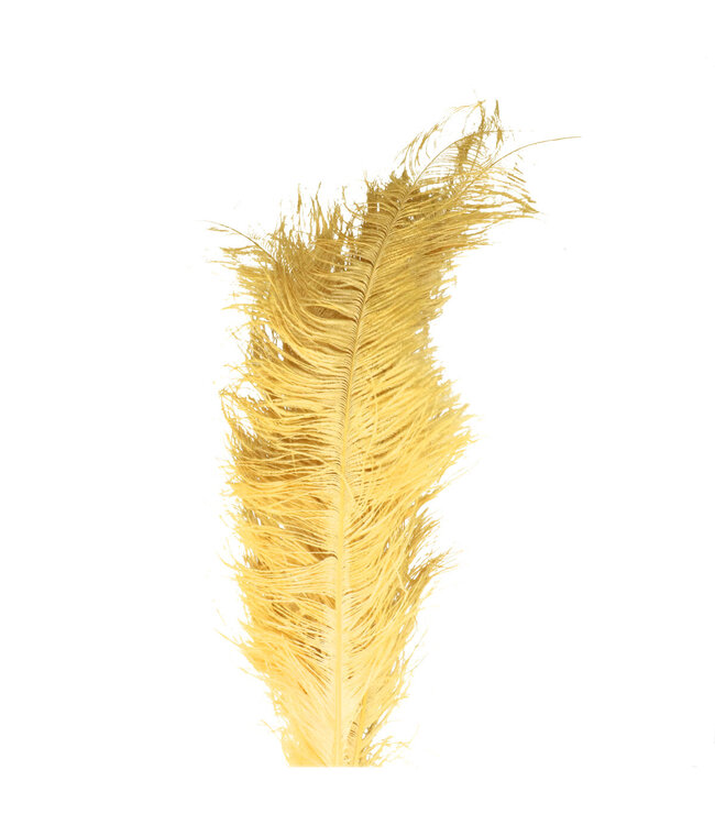 Plumes d'autruche dorées | Longueur 55 centimètres | Commande par 5 pièces