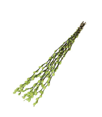 4A Chatons de saule séchés couleur menthe | Fleurs séchées Salix | Longueur 70 centimètres | 10 branches par bouquet | Par bouquet