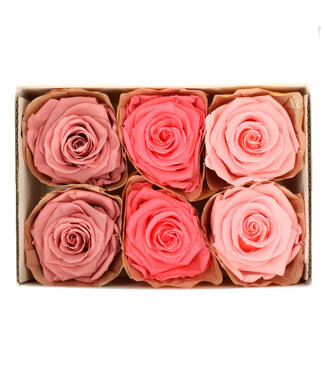 4A Rose préservée rose | Roses préservées | Diamètre 6 centimètres | Par 6 pièces