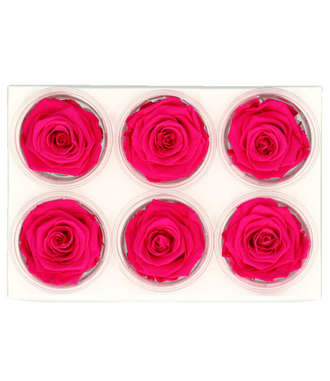 Fuchsia preserved rose | Preserved roses | Diameter 6 centimetres | Available to order in sets of 6