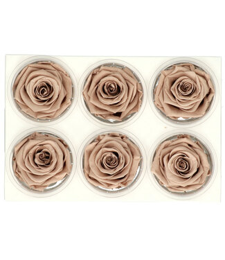 4A Beige gepreserveerde roos | Gepreserveerde rozen | Diameter 6 centimeter | Per 6 stuks