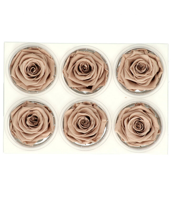 Beige preserved rose | Preserved roses | Diameter 6 centimetres | Available to order per 6 pieces