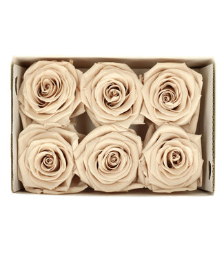 4A Rose préservée couleur sable | Roses préservées | Diamètre 6 centimètres | Par 6 pièces