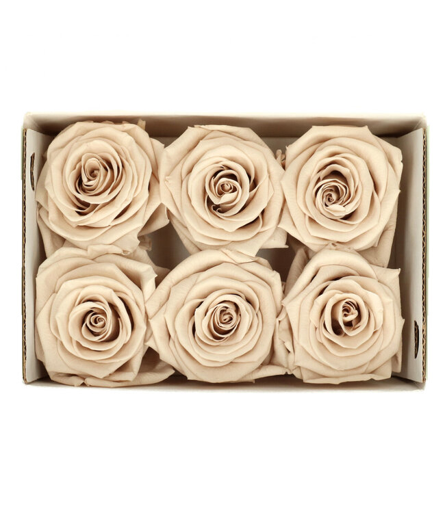 Sand-coloured preserved rose | Preserved roses | Diameter 6 centimetres | Available to order per 6 pieces