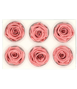 4A Rose préservée vieux rose | Roses préservées | Diamètre 6 centimètres | Par 6 pièces