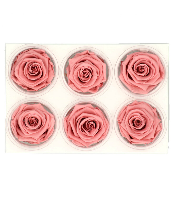 Old rose preserved rose | Preserved roses | Diameter 6 centimetres | Available to order in sets of 6