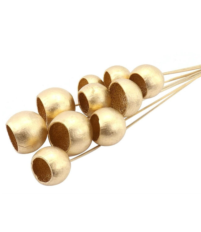 Goldfarbene getrocknete Bellgums-Stecker | Länge 50 Zentimeter | Pro 10 Zweige bestellbar