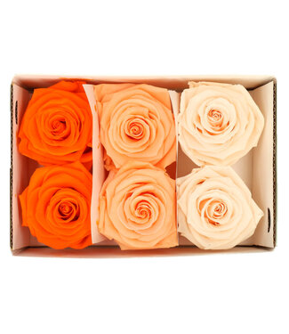 4A Rose orange préservée | Roses préservées | Diamètre 6 centimètres | Par 6 pièces