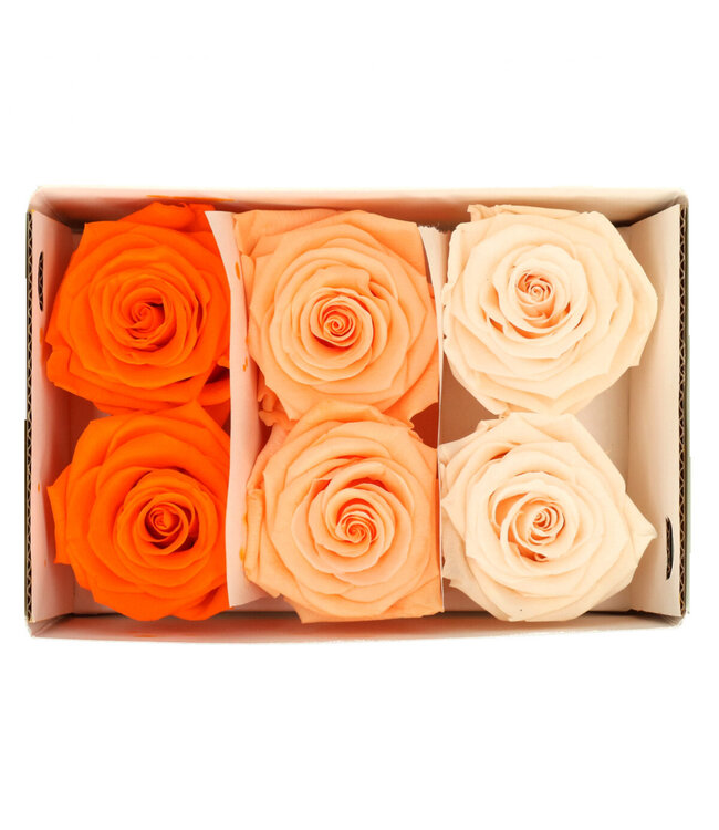 Orange preserved rose | Preserved roses | Diameter 6 centimetres | Available to order in sets of 6