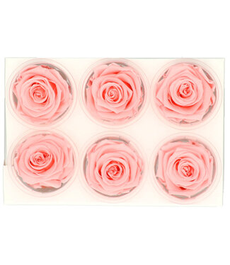 4A Rose préservée rose clair | Roses préservées | Diamètre 6 centimètres | Par 6 pièces