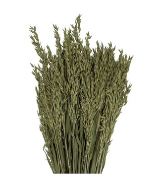 4A Avoine séchée | Avena fleurs séchées | Longueur 50 centimètres | Par 5 bottes