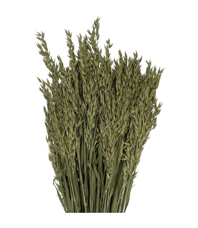 Avoine séchée | Avena fleurs séchées | Longueur 50 centimètres | Commande par 5 bottes