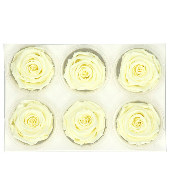 Cream-coloured preserved rose | Preserved roses | Diameter 6 centimetres | Available to order in sets of 6
