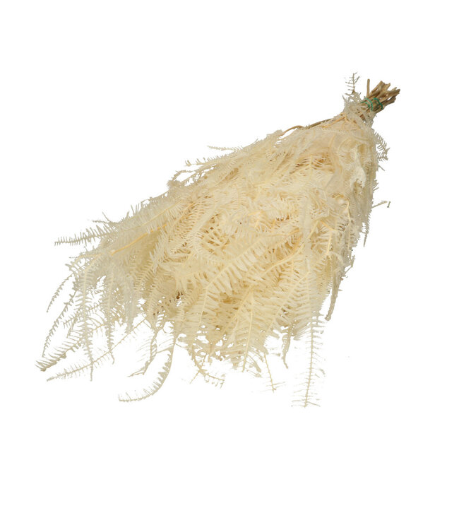 Natural dried ferns | Dried fern flowers | Length 70 centimetres | Available per bunch