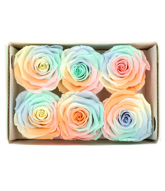 4A Couleurs mélangées rose préservée | Roses préservées | Diamètre 6 centimètres | Par 6 pièces