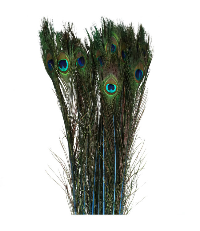 Blue Peacock feathers | Length 100 centimetres | Available to order in sets of 10