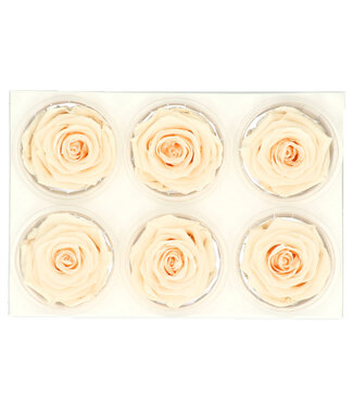 4A Rose préservée couleur champagne | Roses préservées | Diamètre 6 centimètres | Par 6 pièces