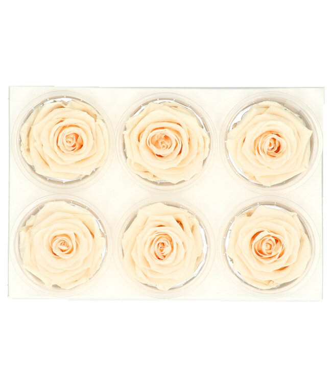 Champagne-coloured preserved rose | Preserved roses | Diameter 6 centimetres | Available to order in sets of 6