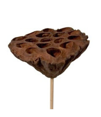 4A Natural Lotus Stick | Length 50 centimetres | Size 7-10 centimetres | Per 5 pieces