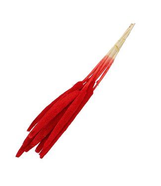 4A Bapala séchées rouges | Fleurs séchées Bapala | Longueur 65 centimètres | 10 pièces par bouquet | Par bouquet