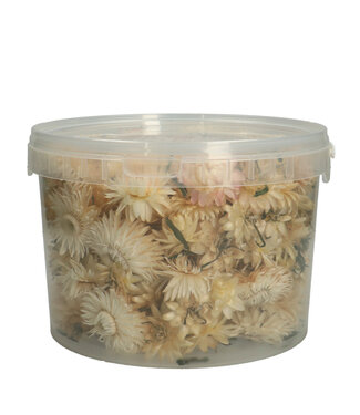 4A Natural White Dried Strawflower Heads | Helichrysum Dried Flowers | Weight 100 grams | Per Bucket