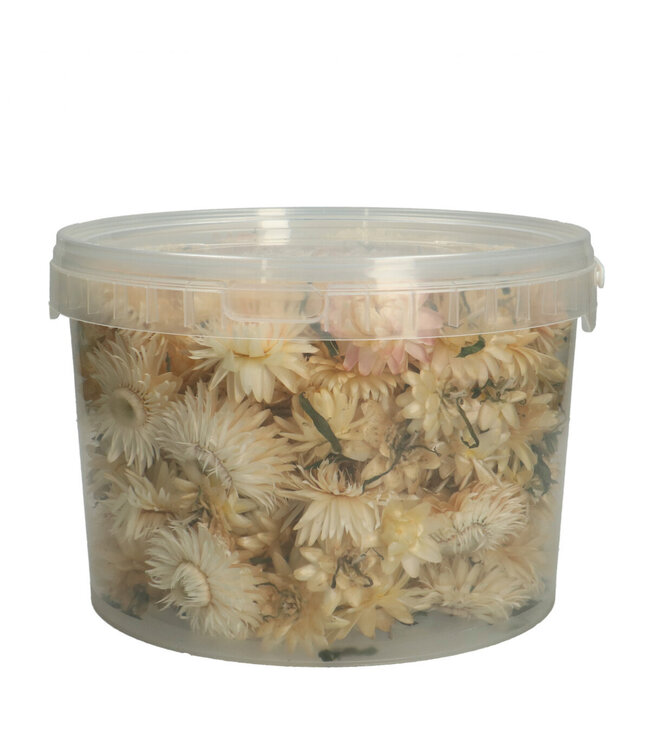 Natural White Dried Strawflower Heads | Helichrysum Dried Flowers | Weight 100 grams | Available per bucket
