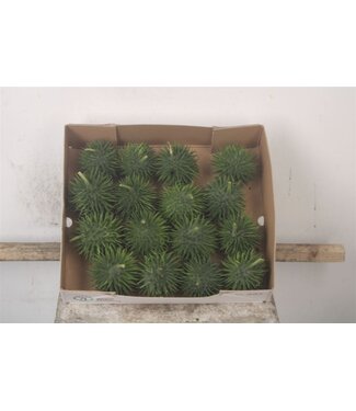 SLF Cucumis Hirsutus X16 ( x 16 )