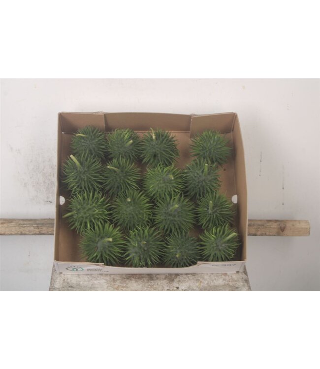 Cucumis Hirsutus X16 ( x 16 )