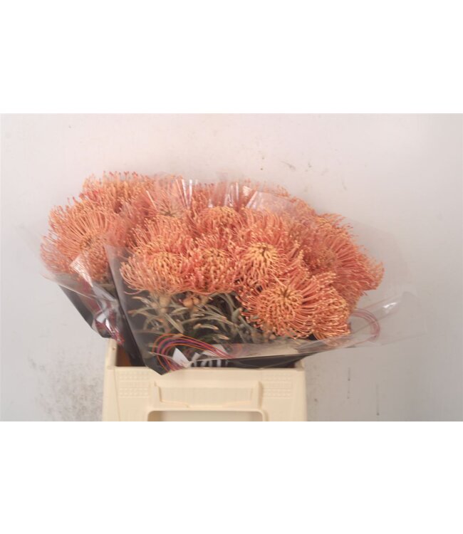 Leuco Klbh Apricot ( x 10 )