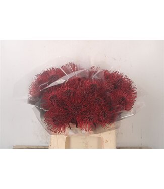 SLF Leuco Klbh Bordeaux ( x 10 )